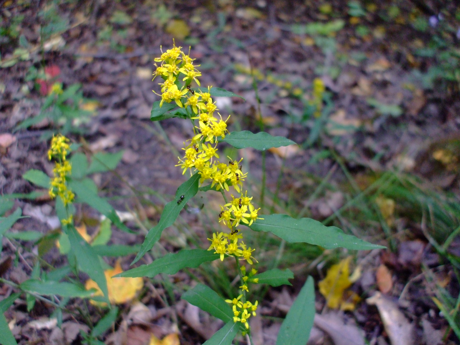 Solidago caesia